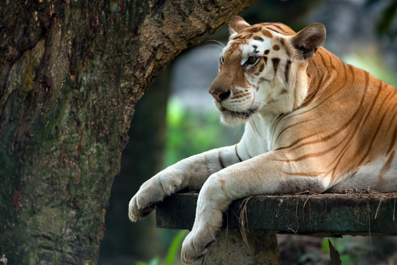 Wildlife Video Journal